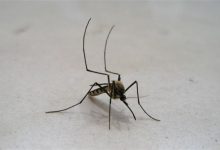 接地气:谷歌正研究用人工智能消灭蚊子-玩机族